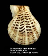 Laevichlamys rubromaculata